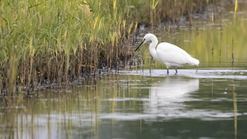kleine zilverreiger
